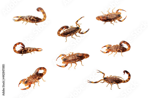 pregnant female scorpion isolate on white background