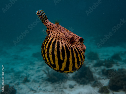 A juvenile stellate pufferfish (Arothron stellatus) swimming above the corals. Pufferfishes inflate their body by swallowing air or water to ward off potential enemies.