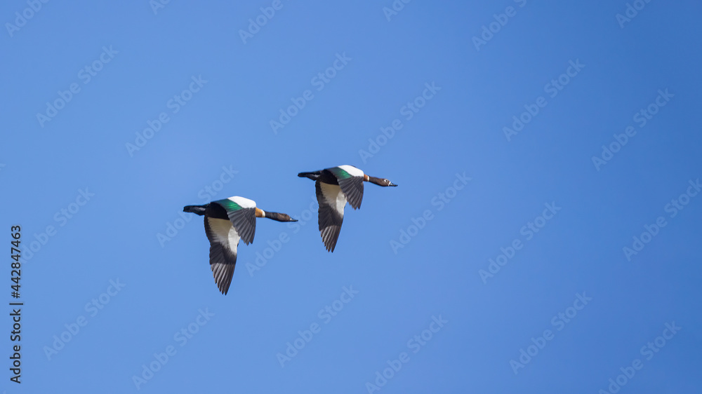A pair of ducks in flight. Australian Shelduck (Tadorna tadornoides) A pair of ducks in flight. Australian Shelduck (Tadorna tadornoides)