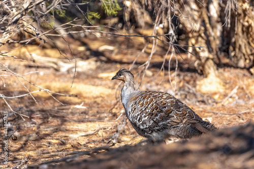 A stocky ground-dwelling Australian bird about the size of a domestic chicken known as the Malleefowl (Leipoa ocellata)
