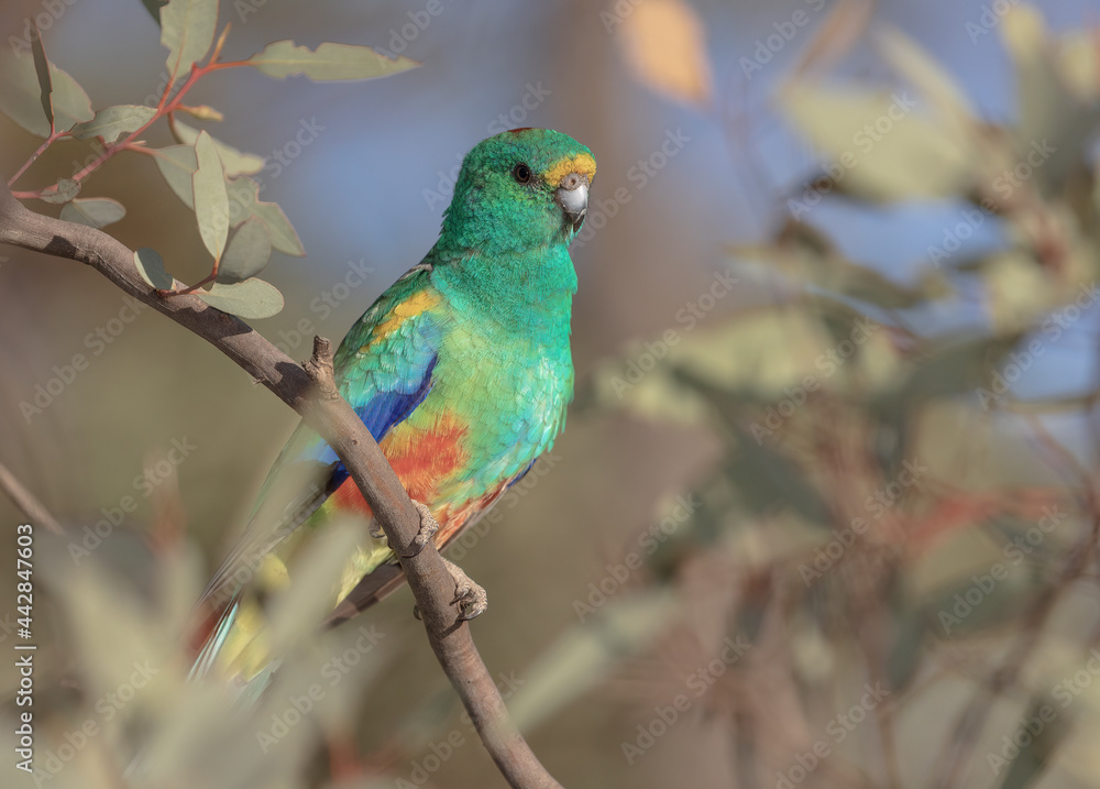 Close-up of an adult male Mulga Parrot (Psephotus varius) perched on a branch