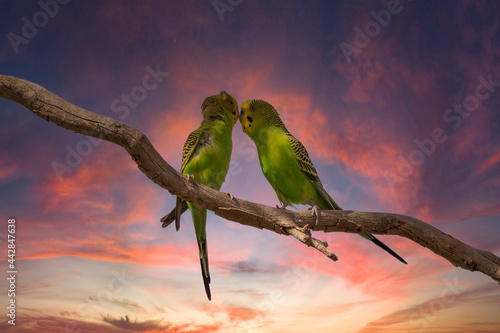 The Budgerigar (Melopsittacus undulatus) is a colourful parrot native to Australia. Its plumage is bright yellow and green, with a blue cheek and black scalloping on its wing feathers photo