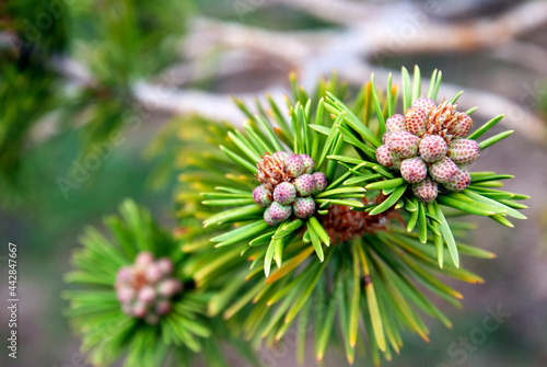 Coniferous