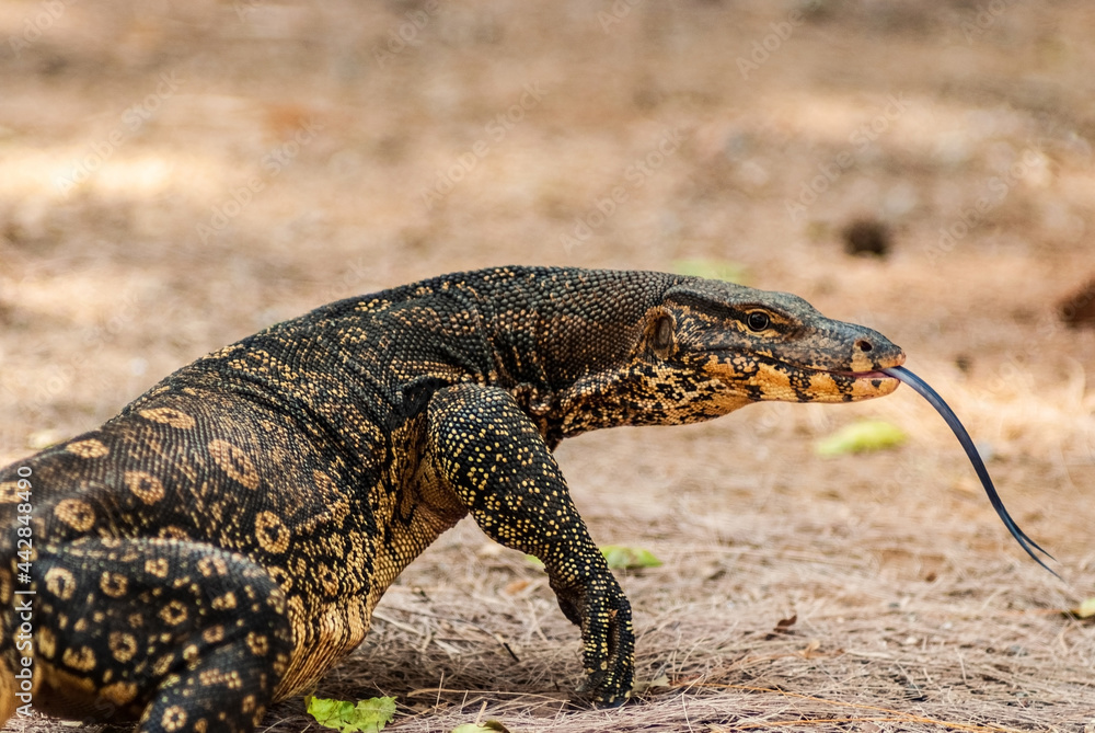 Varanus stick tongue out looking for food Varanus stick tongue out looking for food