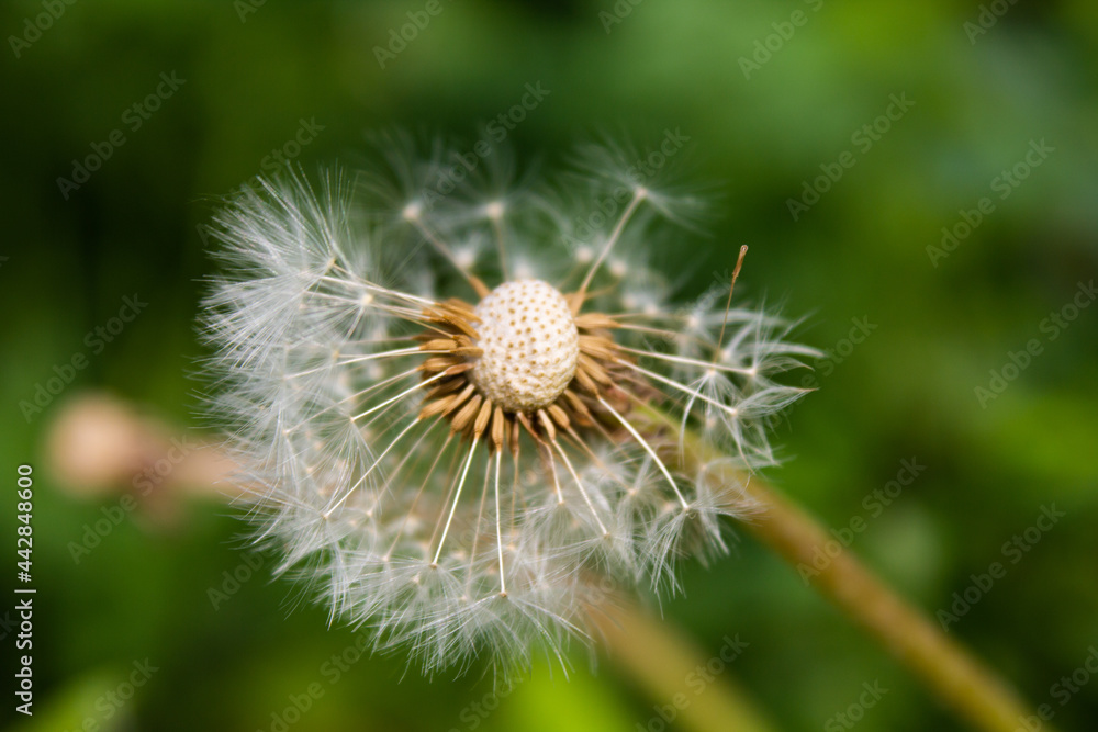 Ripe dandelion close-up. Close-up on a blurred background. White ball of dandelion. Place for your text. Ripe dandelion close-up. Close-up on a blurred background. White ball of dandelion. Place for your text.