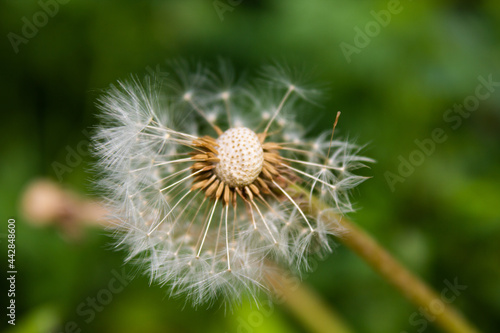 Ripe dandelion close-up. Close-up on a blurred background. White ball of dandelion. Place for your text.