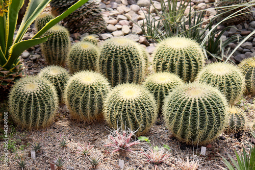 cacti in the botanical garden