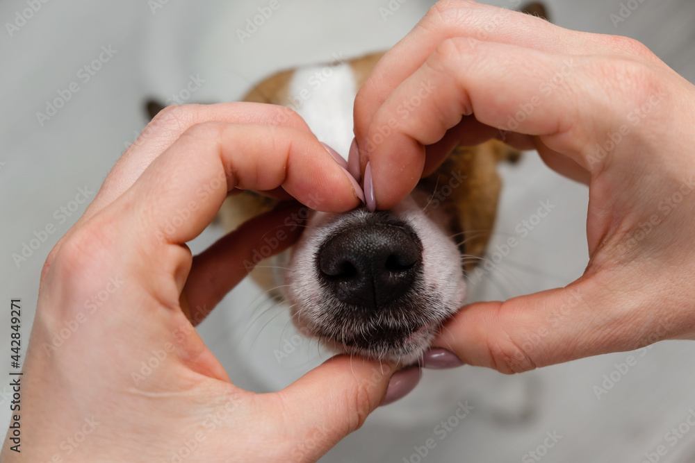 Jack russell terrier dog muzzle and female hands in the shape of a heart. Jack russell terrier dog muzzle and female hands in the shape of a heart.