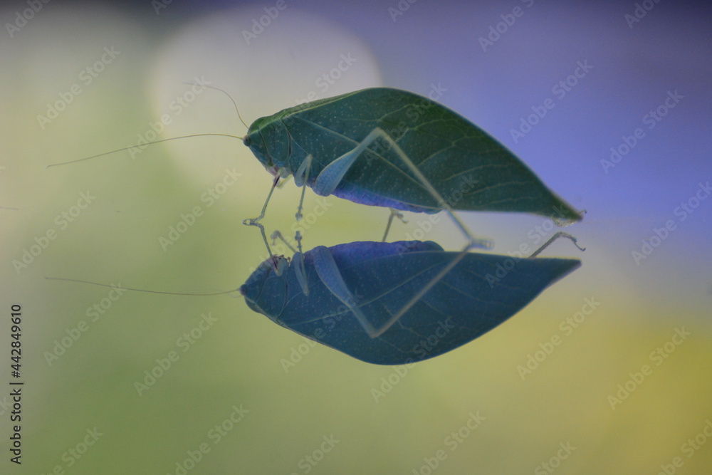 Leaf hopper seeing its reflection