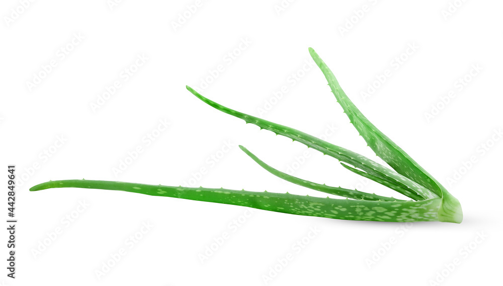 Aloe vera isolated on white background Aloe vera isolated on white background
