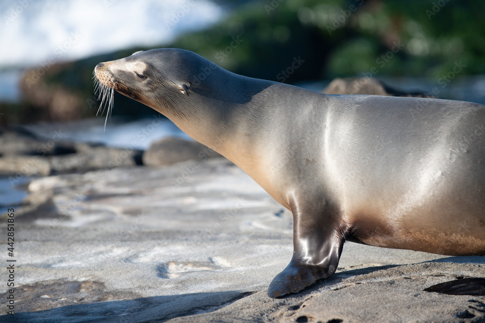Naklejka premium Cape fur seals. Wildlife concept with sea lion.