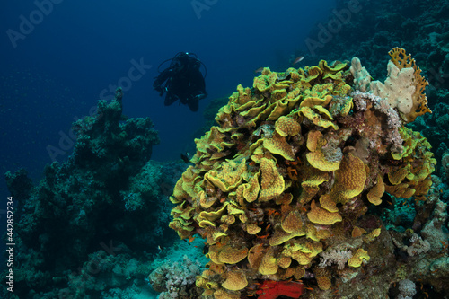 Underwater Red Sea seascape. Coral reef near Makadi Bay, Egypt