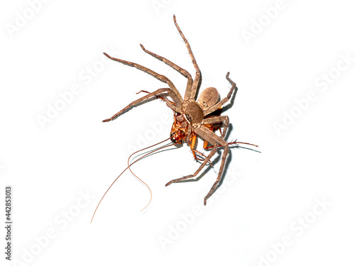 Huntsman spider (Palystes castaneus) feeding on a cockroach (Periplaneta americana) on isolated white background