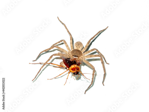 Huntsman spider (Palystes castaneus) feeding on a cockroach (Periplaneta americana) on isolated white background