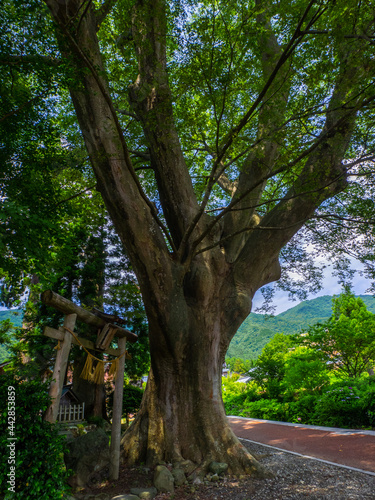 Huge Japanese zelkova tree in the old shrine (Kamisuwa shrine, Yahiko, Niigata, Japan) photo