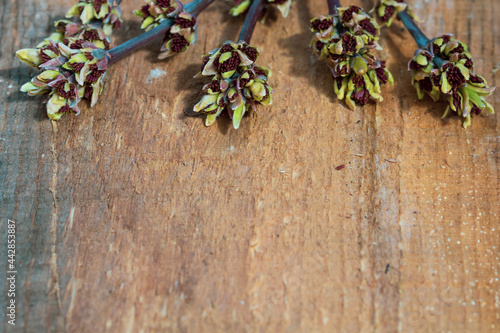 The buds on the branches of the maple blossom in spring on a wooden background. Copy space