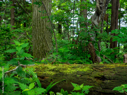 Mossy deadwood in a mountain with fresh green (Mt.Kakuda, Nishikan, Niigata, Japan) © Mayumi.K.Photography