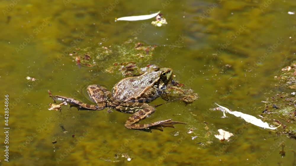 Common frog, Rana temporaria, single reptile croaking in water, also known as the European common frog or European grass frog, is a semi-aquatic amphibian of the family Ranidae Common frog, Rana temporaria, single reptile croaking in water, also known as the European common frog or European grass frog, is a semi-aquatic amphibian of the family Ranidae