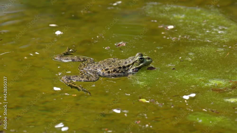 Common frog, Rana temporaria, single reptile croaking in water, also known as the European common frog or European grass frog, is a semi-aquatic amphibian of the family Ranidae Common frog, Rana temporaria, single reptile croaking in water, also known as the European common frog or European grass frog, is a semi-aquatic amphibian of the family Ranidae