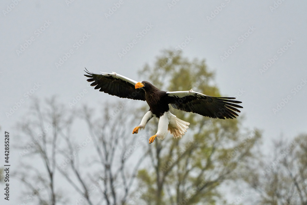 Obraz premium Close-up of a Steller's sea eagle. The bird of prey lands with outspread wings, Against the background of trees and blue sky. Detailed in full body