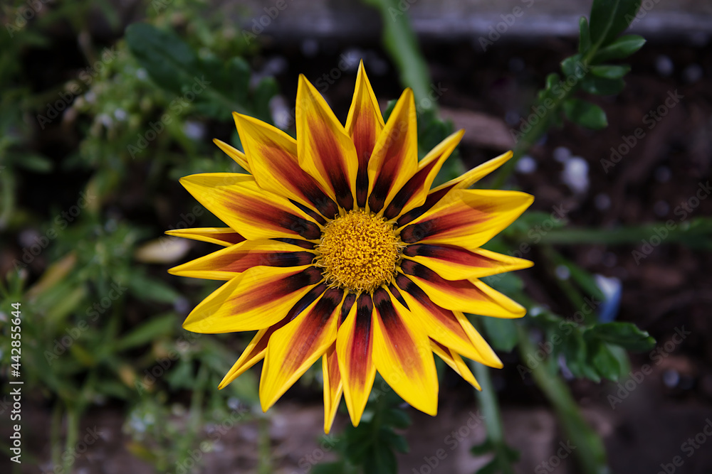 yellow flower in the garden