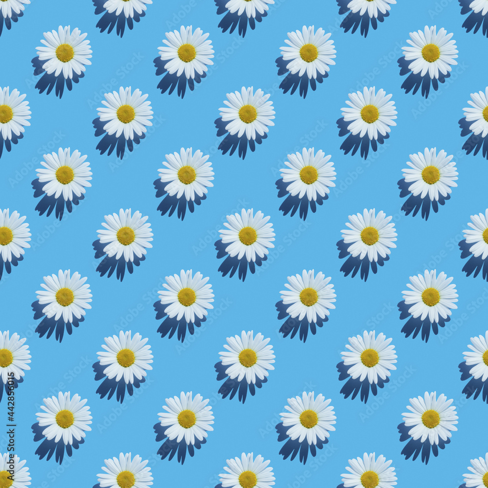 chamomile flowers pattern on blue background chamomile flowers pattern on blue background
