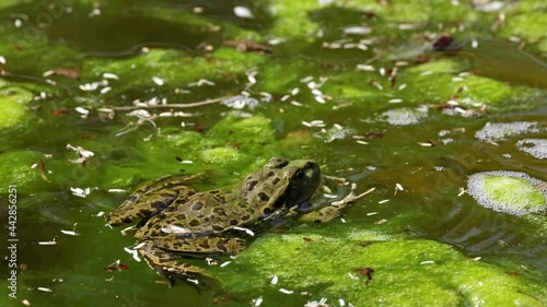 Common frog, Rana temporaria, single reptile croaking in water, also known as the European common frog or European grass frog, is a semi-aquatic amphibian of the family Ranidae