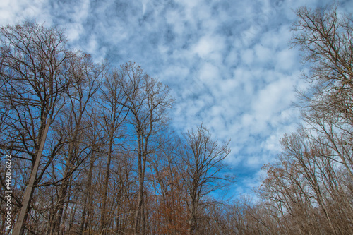 The branches of the leafless trees stretch towards the blue cloudy sky