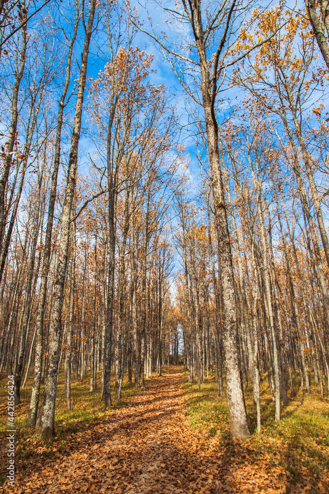 Fototapeta premium Trees without leaves on a blue sky background. Fallen leaves are lying on the ground