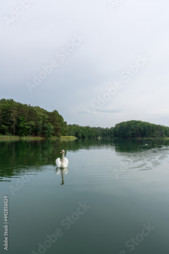 A beautiful white swan swims on Lake Lagow in Lagow  Poland