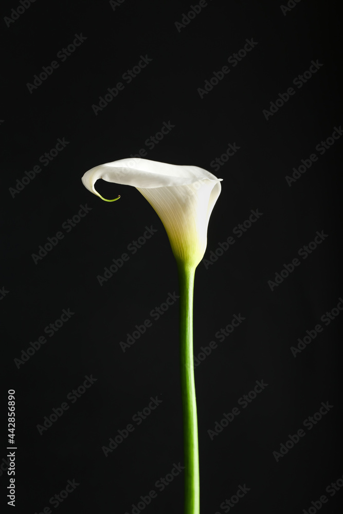Beautiful calla lily on dark background Beautiful calla lily on dark background