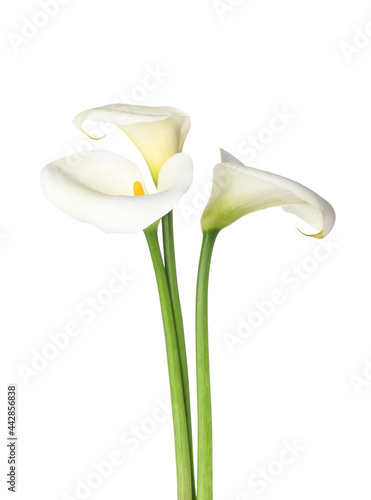 Beautiful calla lilies on white background