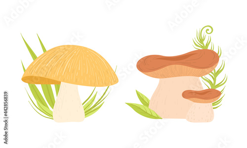 Different Types of Forest Edible Mushrooms Set Cartoon Vector Illustration