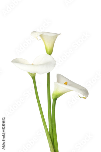 Konstfotografi Beautiful calla lilies on white background