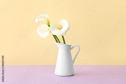 Vase with beautiful calla lilies on color background