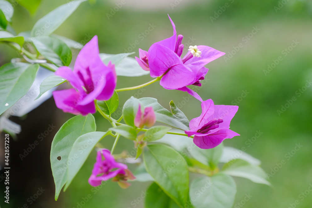 The exotic bougainvillea flower in nature The exotic bougainvillea flower in nature