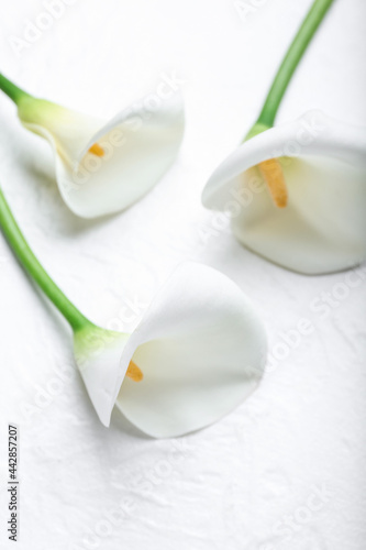 Beautiful calla lilies on light background