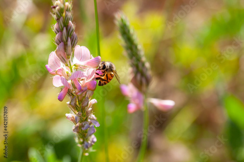 Abeille butinant des fleurs de sainfoin dans une prairie fleurie © Olivier-Tuffé