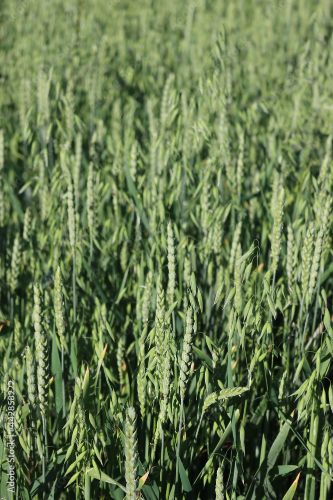 Fototapeta premium Green Wheat field at sunset on a sunny day. Wheat ears or Triticum aestivum