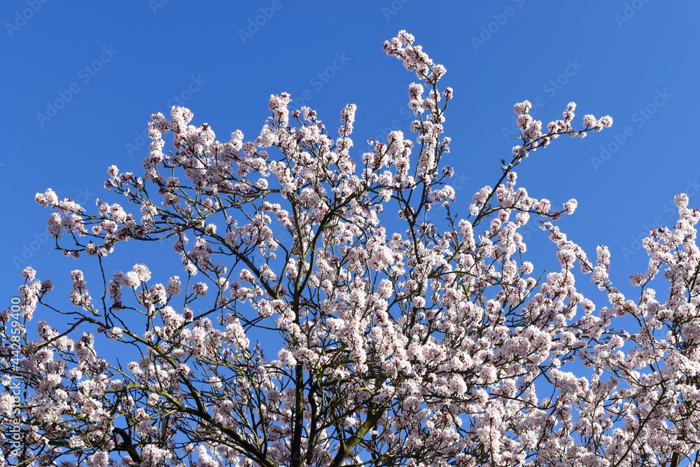 Cherry Blossoms blooming on tree twigs on blue sky on sunny day. Natural spring season flowers background with copy space. Cherry Blossoms blooming on tree twigs on blue sky on sunny day. Natural spring season flowers background with copy space.
