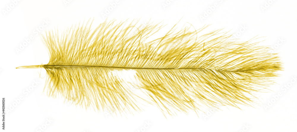 Yellow ostrich feather isolated on white Yellow ostrich feather isolated on white