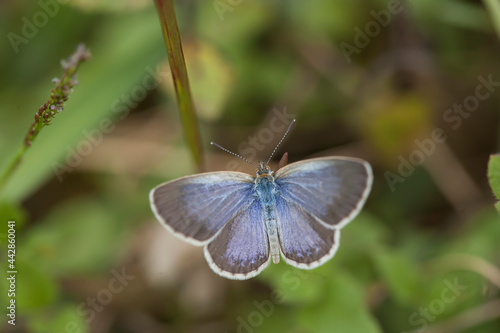 Fototapeta Naklejka Na Ścianę i Meble -  Little Butterfly in Grasses