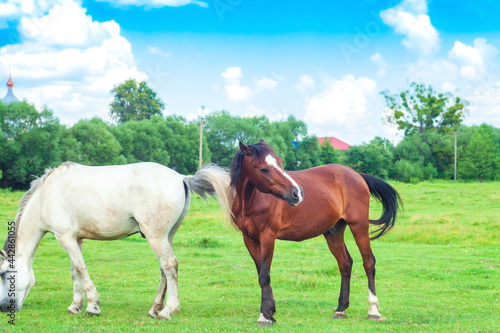 Two horses grazing on green spring fields. White and brown domestic horse near village