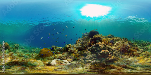 Beautiful underwater world with coral reef and tropical fishes. Colourful tropical coral reef. Philippines. Travel vacation concept 360 panorama VR