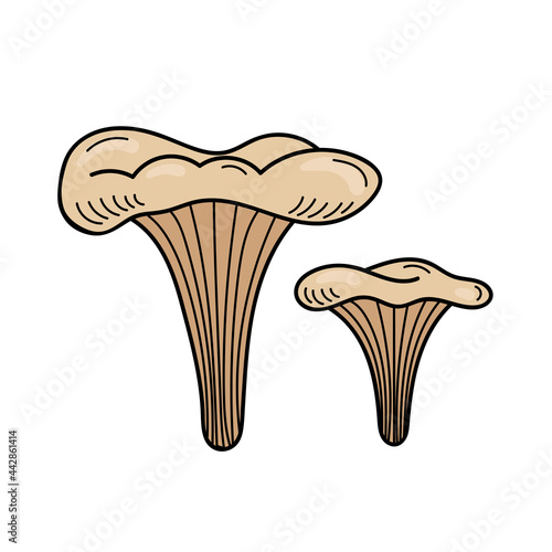 Cute edible mushroom in doodle style. Ingredients for cooking, salads. Autumn plant harvesting. Vector hand illustration