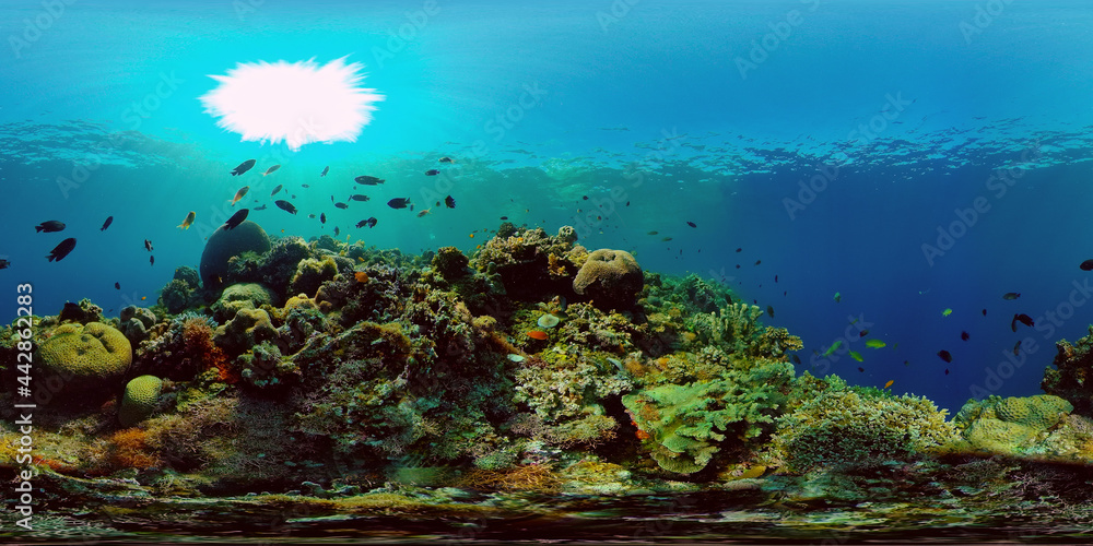 Underwater fish garden reef. Reef coral scene. Coral garden seascape. Philippines. 360 panorama VR