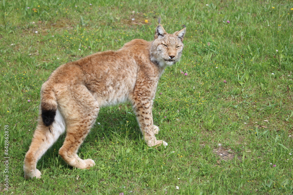 beautiful feline lynx silent stealthy fangs claws beautiful feline lynx silent stealthy fangs claws