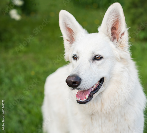 Portrait of a white dog on a green grass background