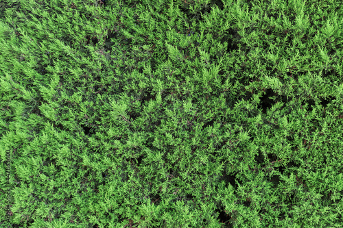 Texture, background or pattern of green leaves. Pine needles. Wall hedges (cypress, juniper)