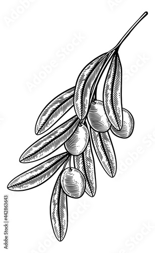 Olives Branch Illustration ...